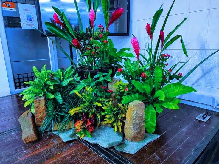 Proyecto de jardinería 1